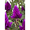 Piardino Silber-Brandschopf (Celosia argentea 'Venezuela', Topfgröße: 12 cm) | BAUHAUS