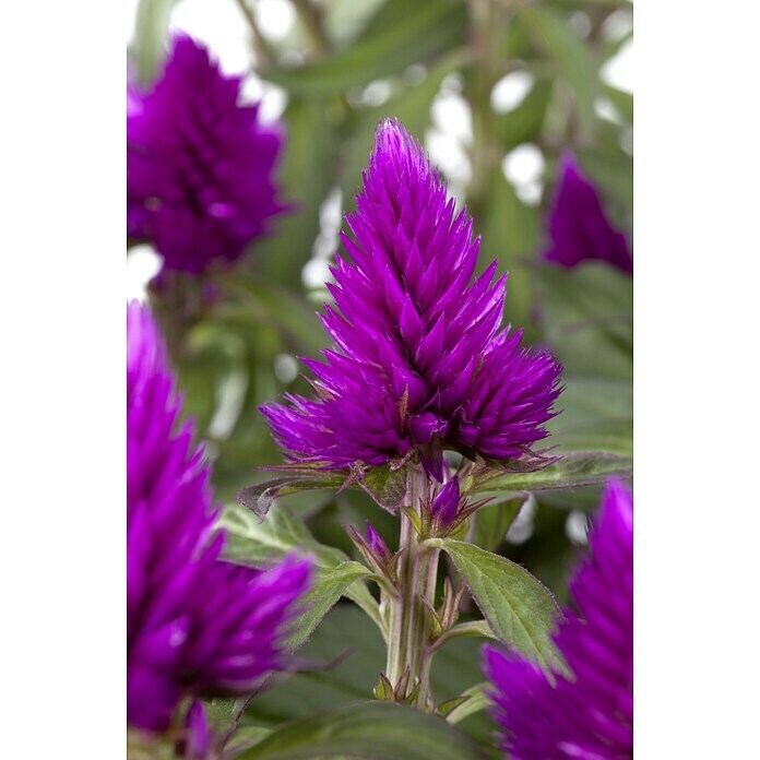 Piardino Silber-Brandschopf (Celosia argentea 'Venezuela', Topfgröße: 12 cm) | BAUHAUS