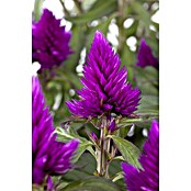 Piardino Silber-Brandschopf (Celosia argentea 'Venezuela', Topfgröße: 12 cm) | BAUHAUS