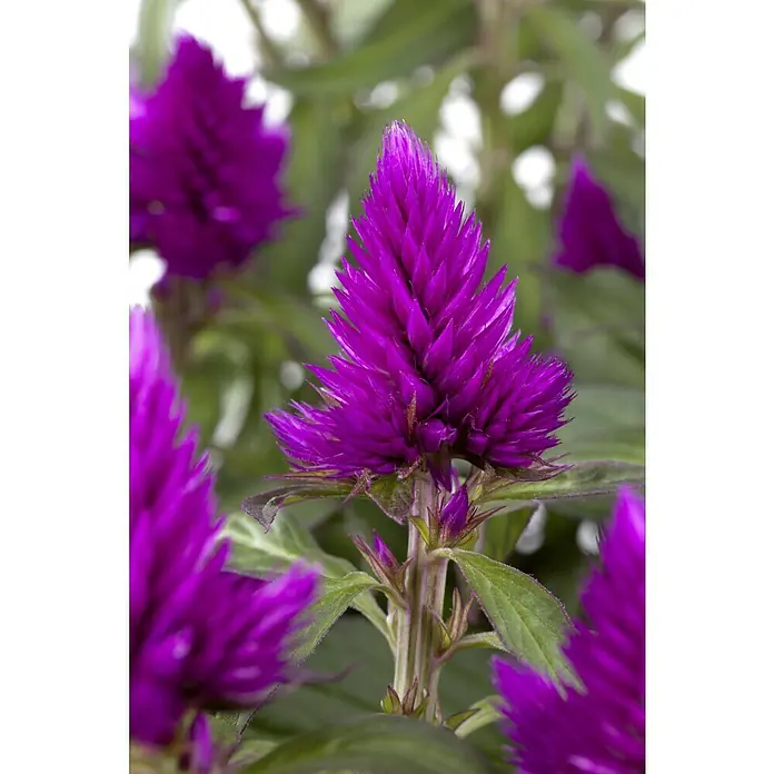 Piardino Silber-Brandschopf - Celosia argentea 'Venezuela', Topfgröße: 12 cm - Nahaufnahme einer magenta-farbenen Celosia-Blume mit grünen Blättern. Die Blüte hat eine einzigartige, federartige Textur und leuchtende Farbe.