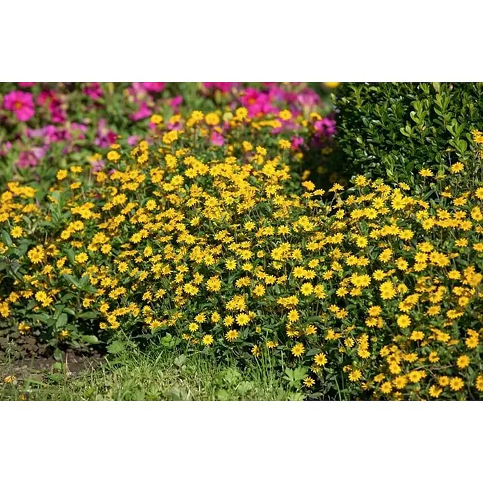 Sanvitalia - Sanvitalia procumbens, Amarillo - Un primer plano de un macizo de flores lleno de caléndulas de color amarillo dorado, que florecen exuberantes y vibrantes. Flores rosas al fondo.