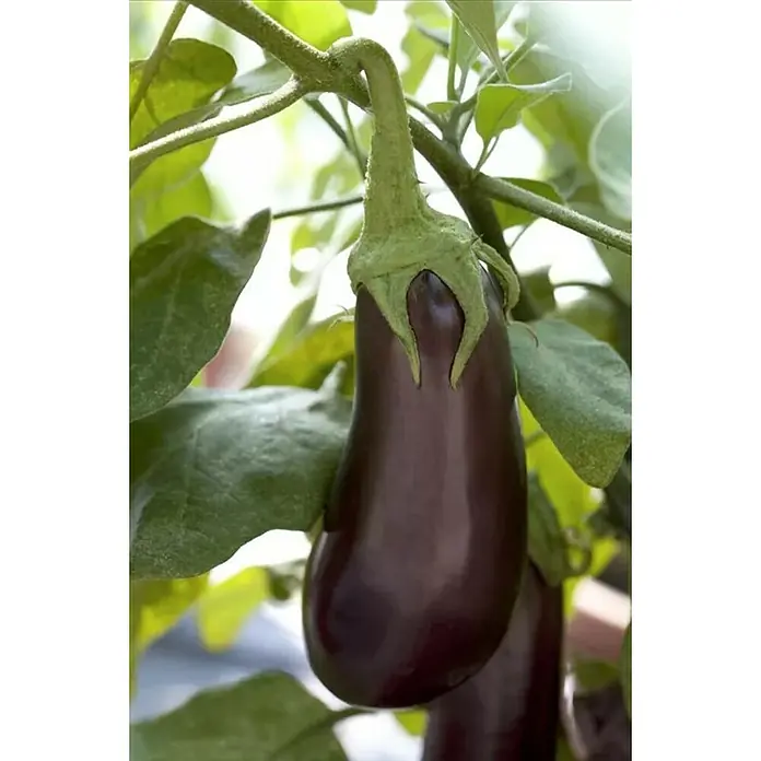 Berenjena - Solanum melongena, 20 cm - Primer plano de una berenjena madura de color púrpura oscuro colgando de un tallo verde en el jardín, mostrando sus frescas hojas verdes.
