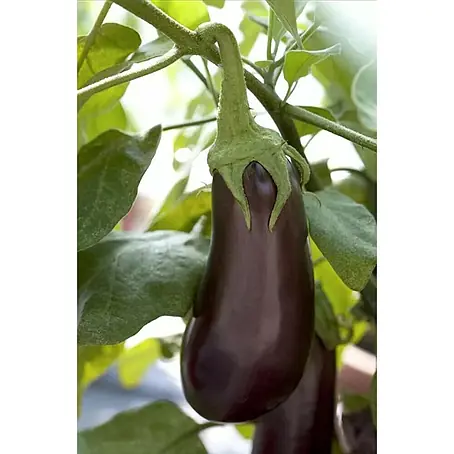 Berenjena