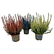 Calluna vulgaris 10 gefaerbt in 6 Farben