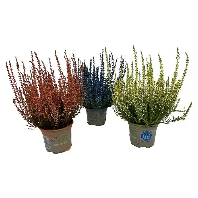 Besenheide gefärbt - Calluna vulgaris, Topfgröße: 10 cm, Gelb, Orange, Blau - Drei getopfte Heidekrautpflanzen in Rot-Orange, Blau und Hellgrün.