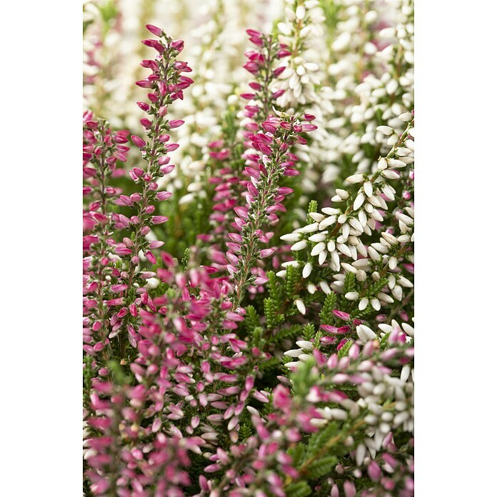 Calluna vulgaris zweifarbig 11 Twin rot