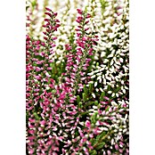 Calluna vulgaris zweifarbig 11 Twin rot