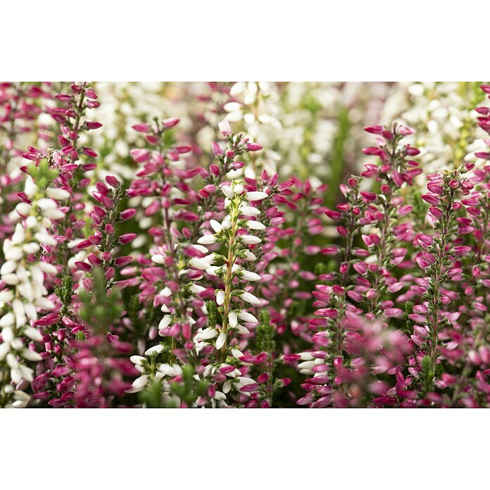 Calluna vulgaris zweifarbig 11 Twin rot