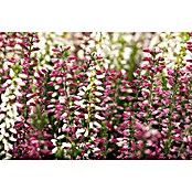 Calluna vulgaris zweifarbig 11 Twin rot