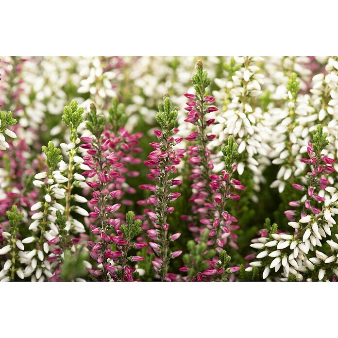 Calluna vulgaris zweifarbig 11 Twin rot