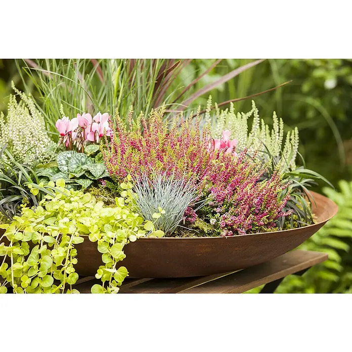 Piardino Stauden-Mix im Spankorb - Verschiedene Arten und Sorten - Ein Rostbrauner Pflanzkübel mit herbstlichen Pflanzen, darunter Heidekraut und Cyclamen, steht auf einem Holztisch im Garten.