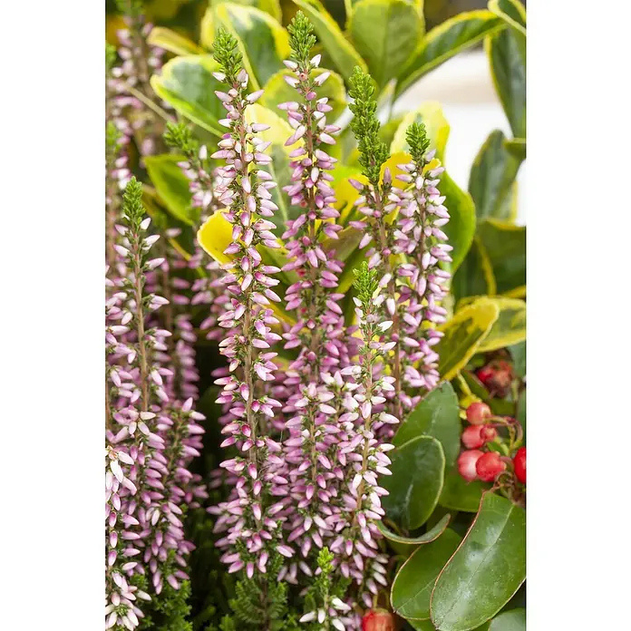 Piardino Stauden-Mix im Spankorb - Verschiedene Arten und Sorten - Nahaufnahme von lila Heidekrautblüten, umgeben von grün-gelbem Laub und roten Beeren. Die filigranen Blüten stehen im Fokus.
