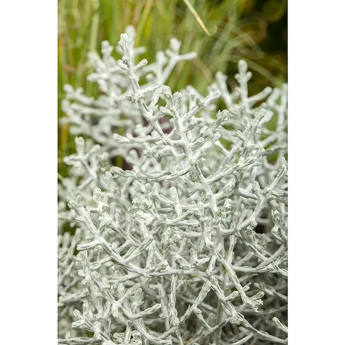 Piardino Stauden-Mix im SpankorbVerschiedene Arten und Sorten - Nahaufnahme einer silbrigen, korallenartigen Pflanze im Garten, die eine einzigartige Textur und Struktur zeigt.
