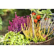 Calluna vulgaris 10 gefaerbt in 6 Farben