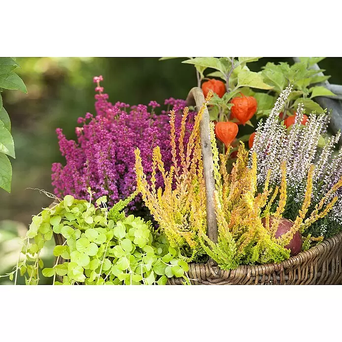 Besenheide gefärbt - Calluna vulgaris, Topfgröße: 10 cm, Gelb, Orange, Blau - Geflochtener Korb gefüllt mit bunten Herbstpflanzen: pinke und gelbe Heide, grünes Pfennigkraut und orangefarbene Lampionblumen.