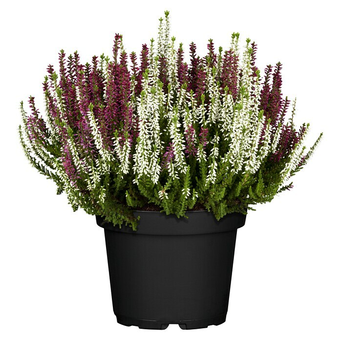 Calluna vulgaris zweifarbig 11 Twin rot