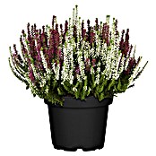 Calluna vulgaris zweifarbig 11 Twin rot