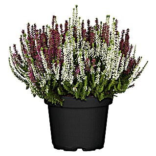 Piardino Besenheide (Calluna vulgaris 'Beauty Sisters', Topfgröße: 10 cm, Zweifarbig)