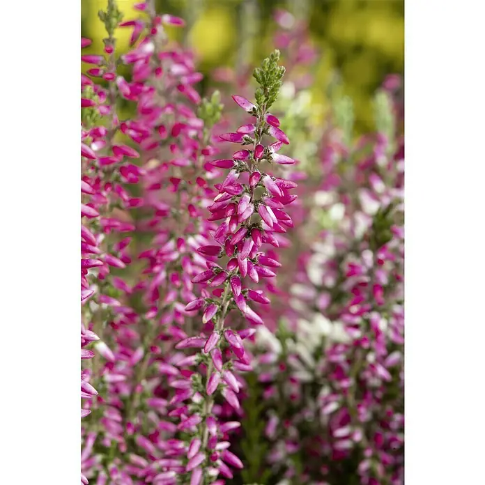 Piardino Besenheide Beauty Ladies verschiedene Farben - Calluna vulgaris, 11 cm - Nahaufnahme von Heidekrautblüten, die ihre zarten, rosa Blütenblätter und feinen Details zeigen und die Schönheit der Natur hervorheben.