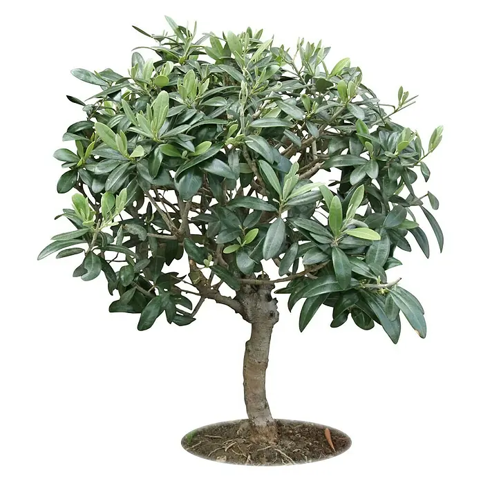 SFB-Heizkabel - Kabellänge: 4 m, 230 V - Ein bezaubernder Olivenbaum-Bonsai mit dichten, grünen Blättern, der die Schönheit der Natur in Miniaturformat einfängt.
