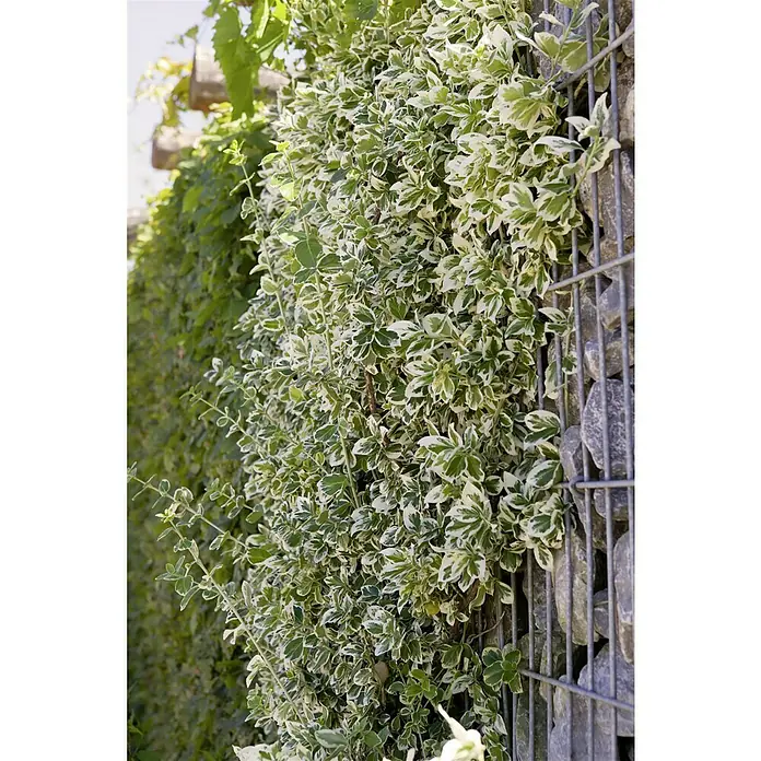 Hameçon Texan à Visser OWNER Twistlock Beast 5130 - Foto 2