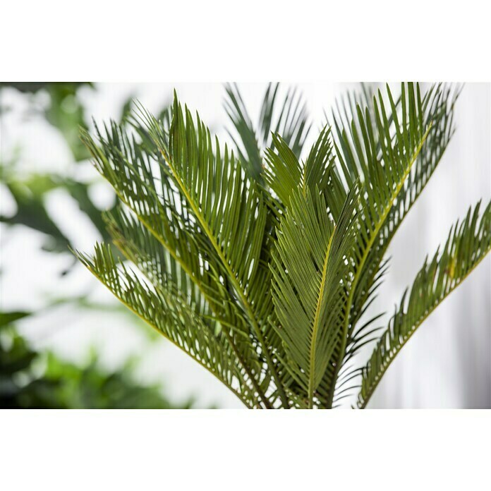 Piardino PalmfarnCycas revoluta, Topfgröße: 12 cm, Dunkelgrün Detail Shot