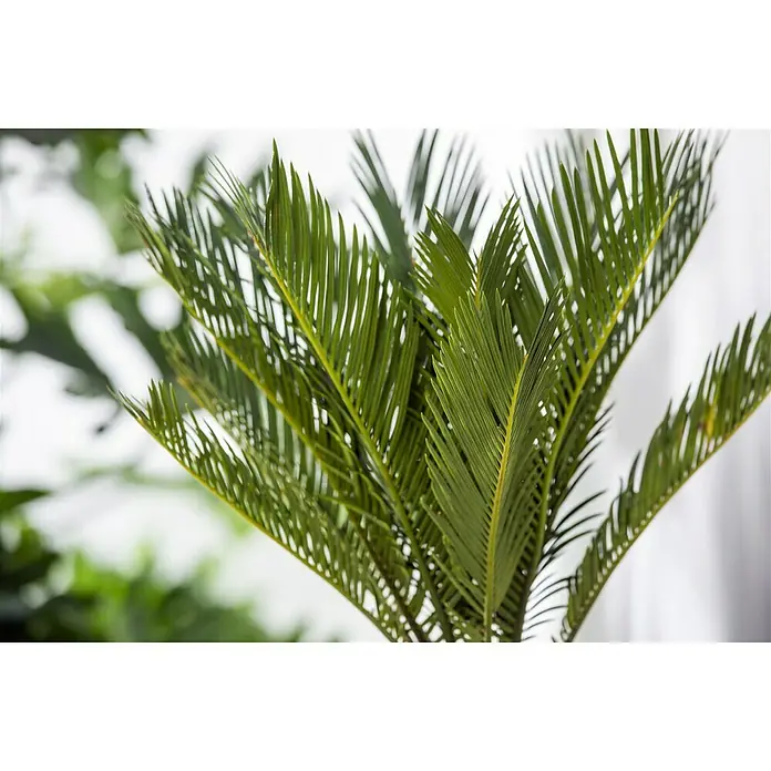 Piardino Palmfarn - Cycas revoluta, Topfgröße: 12 cm, Dunkelgrün - Nahaufnahme einer Zimmerpflanze mit gefiederten, grünen Blättern, die eine tropische Atmosphäre vermittelt. Ideal für die Dekoration.