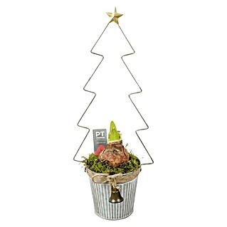 Piardino Adventsarrangement Weihnachtsbaum (Natur, Topfgröße: 19 cm)