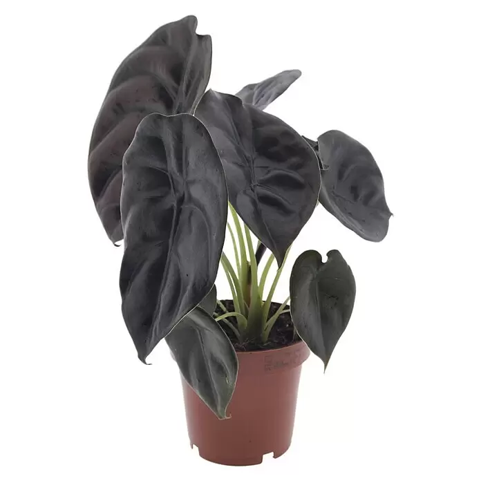 Piardino Elefantenohr 'Red Secret' - Alocasia macrorrhiza 'Red Secret', Topfgröße: 12 cm - Vorderansicht