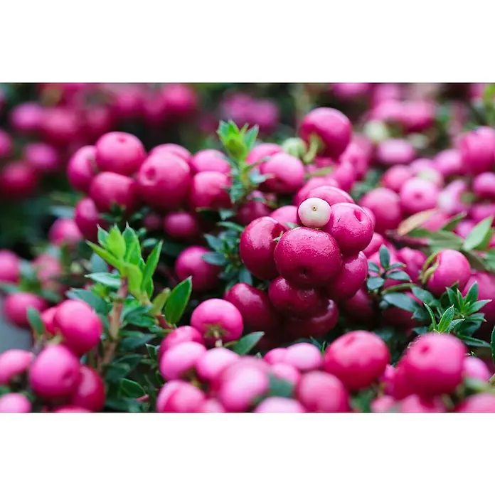 Piardino Torfmyrte - Gaultheria mucronata, Topfgröße: 13 cm, Weiß - Nahaufnahme von leuchtend pinkfarbenen Heidebeeren, die dicht aneinander wachsen, mit einem einzelnen weißen Exemplar obenauf.