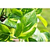 Epipremnum aureum 15Am Stab Moos 50 cm
