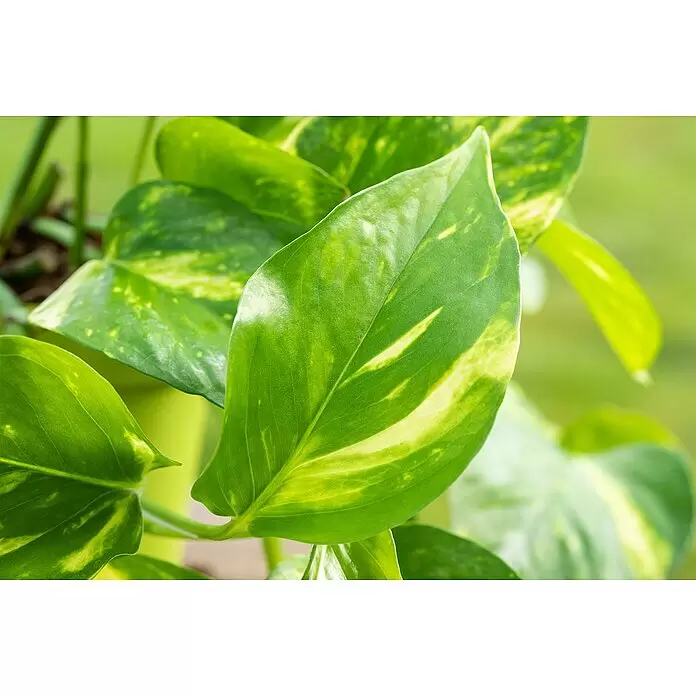 Piardino Efeutute am Stab - Epipremnum aureum, Topfgröße: 15 cm - Detailaufnahme
