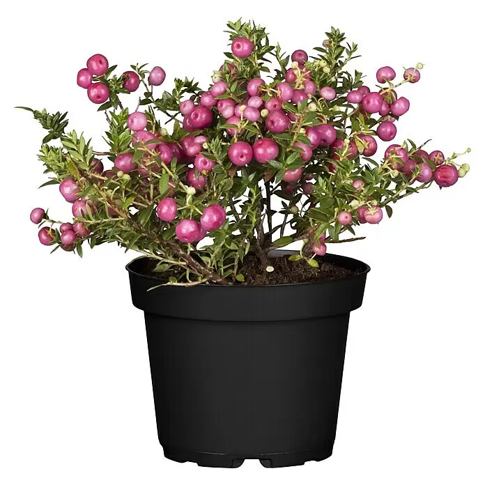 Piardino TorfmyrteGaultheria mucronata, Topfgröße: 13 cm, Weiß