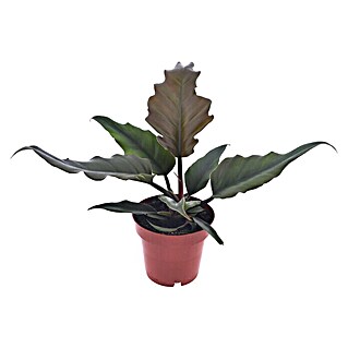 Piardino Baumfreund (Philodendron 'Caramel', Topfgröße: 12 cm)