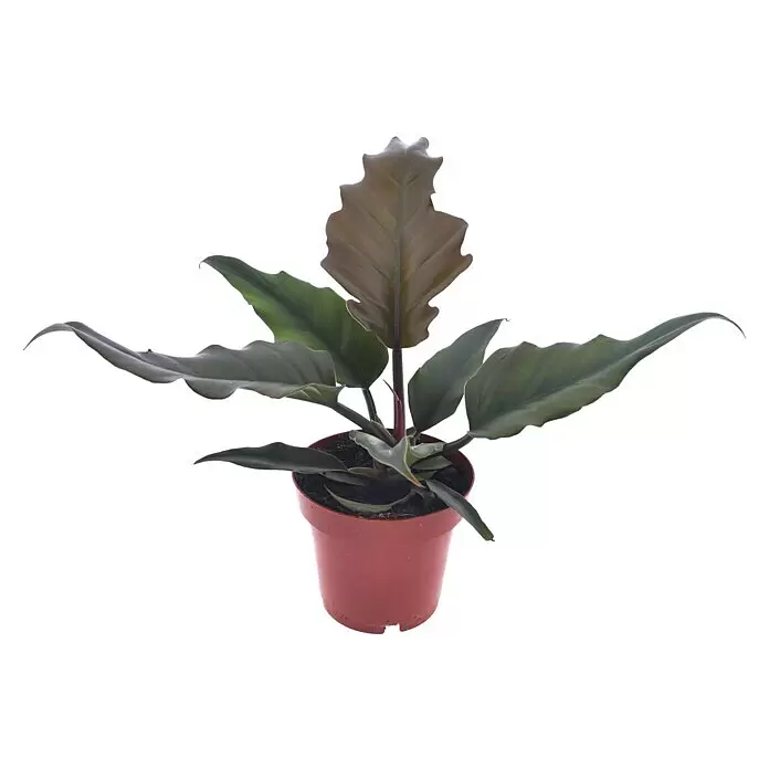 Piardino Baumfreund - Philodendron 'Caramel', Topfgröße: 12 cm - Vorderansicht