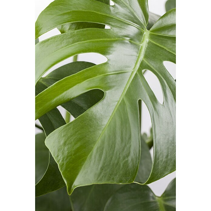 Piardino Fensterblatt Monstera Minima Monstera Minima BAUHAUS