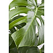 Piardino Fensterblatt Monstera 'Minima' (Monstera 'Minima') | BAUHAUS