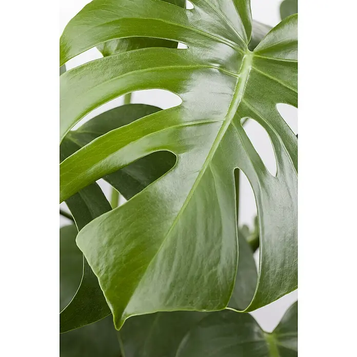 Piardino Fensterblatt Monstera 'Minima' - Monstera 'Minima' - Nahaufnahme eines grünen Monstera-Blattes mit charakteristischen Einschnitten und Löchern, das die gesunde Struktur der Zimmerpflanze hervorhebt.
