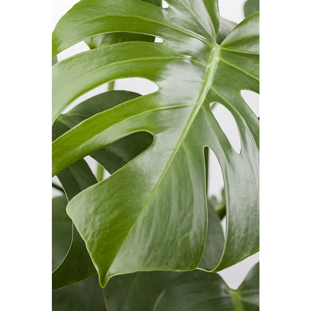 Piardino Fensterblatt Monstera 'Minima' - Monstera 'Minima' online kaufen  bei BAUHAUS