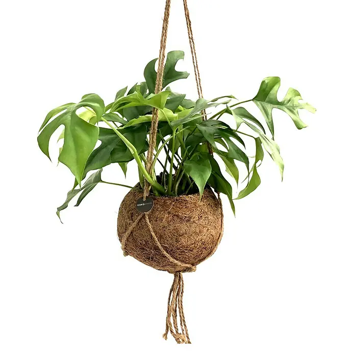 Piardino Fensterblatt Monstera 'Minima' - Monstera 'Minima' - Hängende Kokedama-Pflanze mit grünen Blättern, die von einem Seil gehalten wird und eine natürliche und dekorative Note verleiht.
