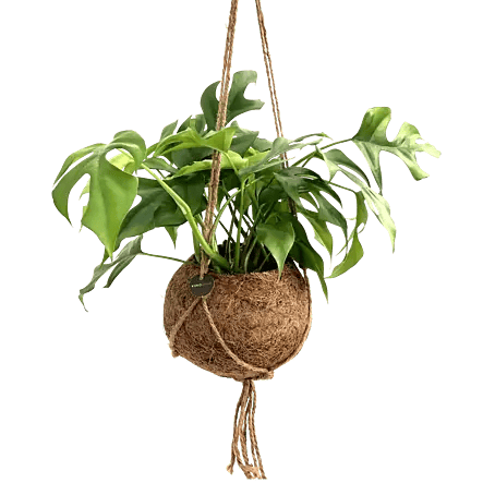 Piardino Fensterblatt Monstera 'Minima' - Monstera 'Minima' online kaufen  bei BAUHAUS