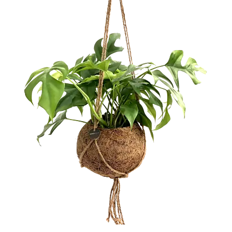 philodendron pot size Philodendron pedatum main image 0