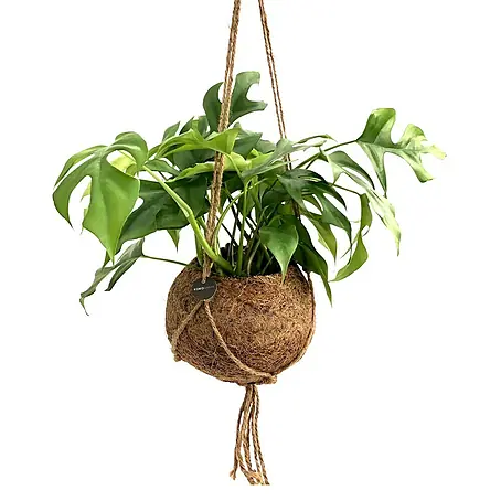 Piardino  Fensterblatt Monstera 'Minima'