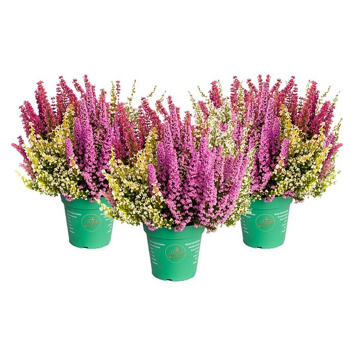 Piardino Glockenheide (Erica gracilis 'Beauty Queens® Quattro', Topfgröße: 12 cm) | BAUHAUS