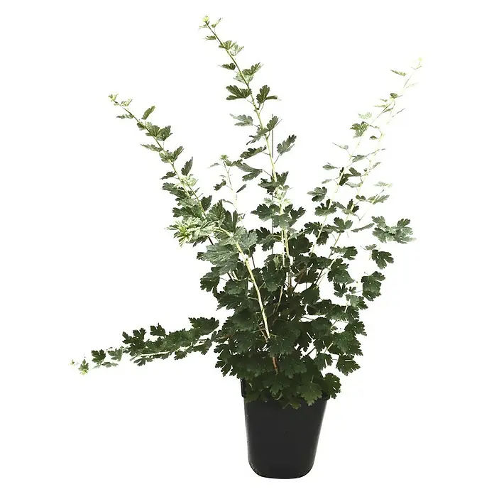 Stachelbeere InvictaRibes uva-crispa Invicta, Busch, Erntezeit: Juli - Zimmerpflanze im Topf mit grünen Blättern. Die Pflanze ist buschig und hat mehrere lange Triebe mit Blättern.