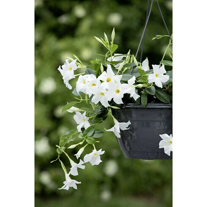 Dipladenia Sundaville Ampel 25