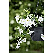 Dipladenia Sundaville Ampel 25