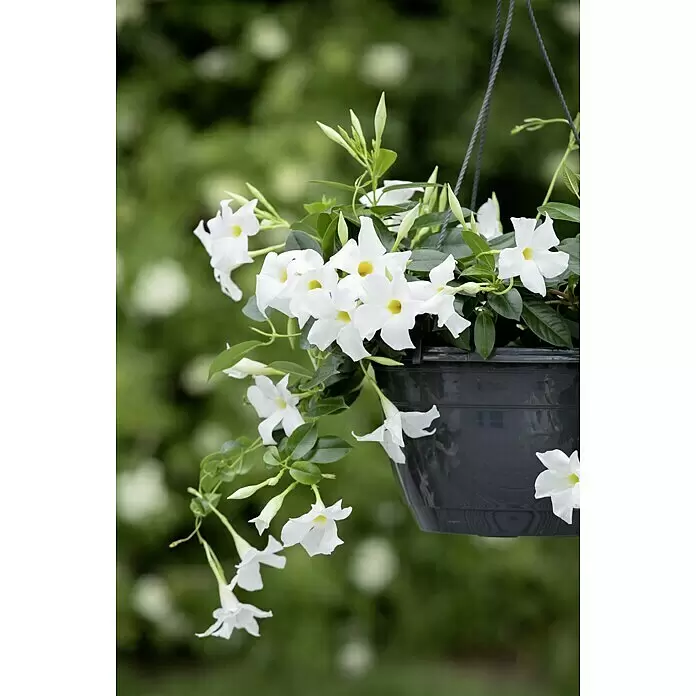 Piardino Dipladenia Summerstar Ampel - Dipladenia sanderi, Topfgröße: 27 cm - Weiße Blüten mit gelben Zentren in einem schwarzen Hängekorb.