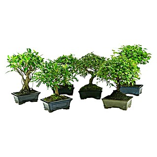 Piardino Bonsai (Ficus retusa 5 años, Tamaño de maceta: 10 cm, Verde)