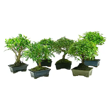 Piardino  Bonsai